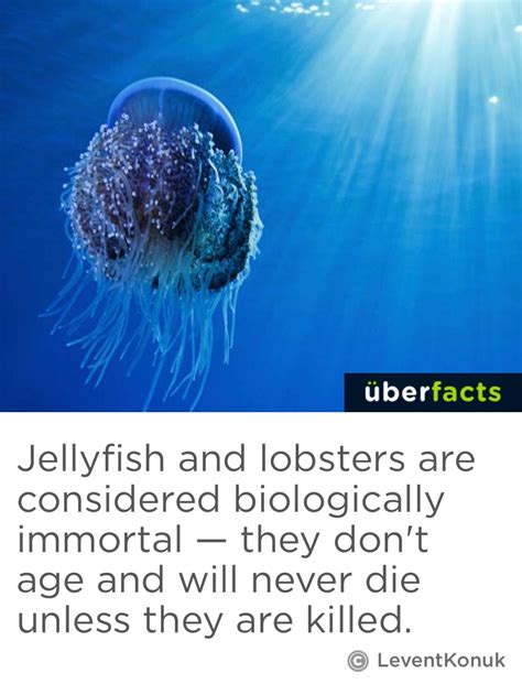 It also deals with airborne and terrestrial organisms that depend directly upon bodies of salt water for food and other. #HuntersFunFact (With images) | Jellyfish quotes, Fun facts, Uber facts