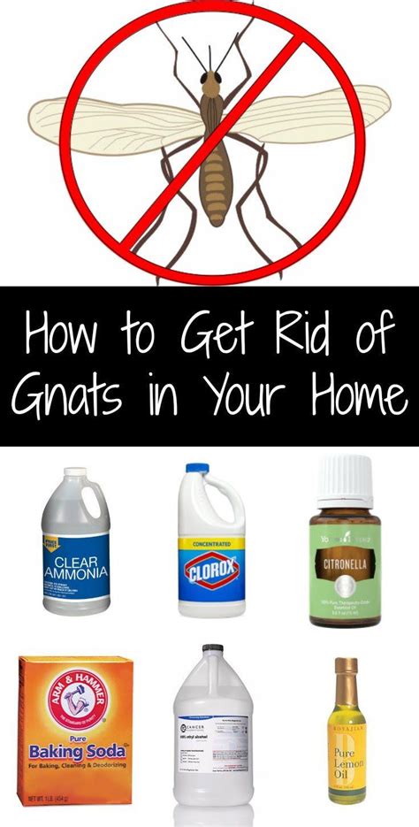 Get Rid Of Gnats In Your Home F