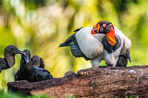 240 King Vulture Sarcoramphus Papa Large Bird Found Central South
