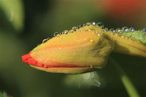 Flower Bud With Dew Drops Stock Image Image Of Photograph 95515207