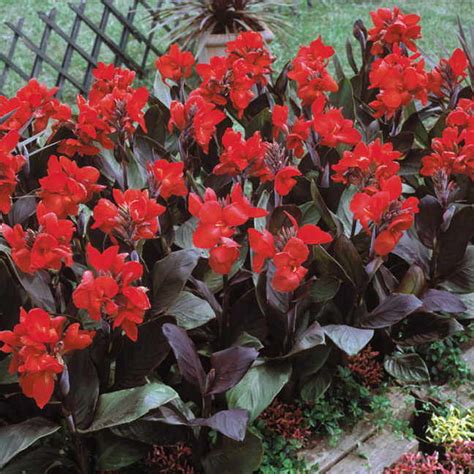 Once you have found your sunny garden section consider the height of the canna you will be. Jim's Favorite Canna Seeds