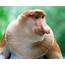 Proboscis Monkey  New England Primate Conservancy