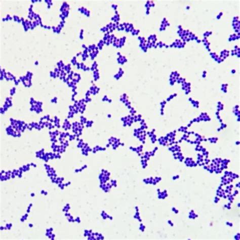 Staphylococcus Aureus Gram Positive Cocci Microbiology Rotation