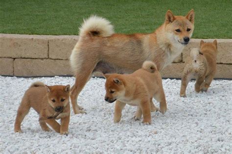 Vaccini anti covid al via in toscana. Allevamento-Cuccioli-Razza-Shiba-inu-Vendita-Italia-Veneto ...