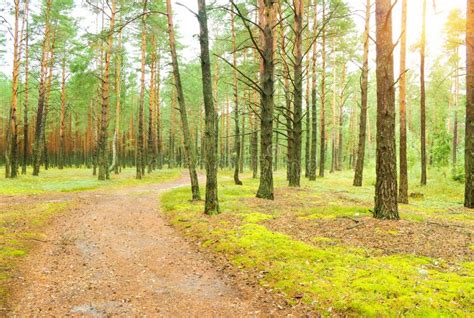 Pine Forest Stock Photo Image Of Nature Scenery Natural 26314614