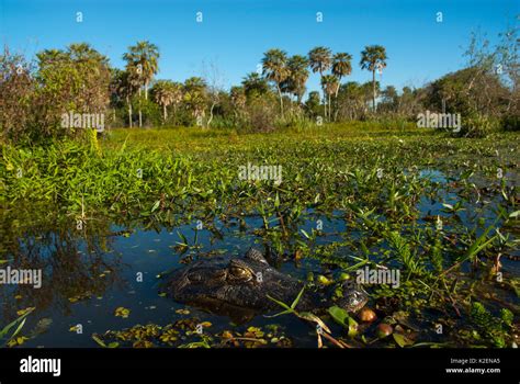 Wetland Environment And Forest Ibera Marshes Corrientes Province