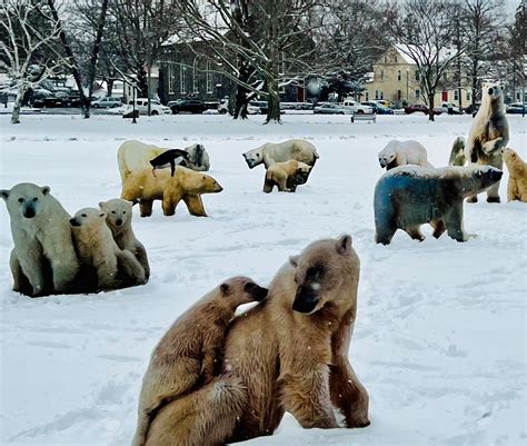 Polar Bears Invade The Guilford Green Before First Snow Storm