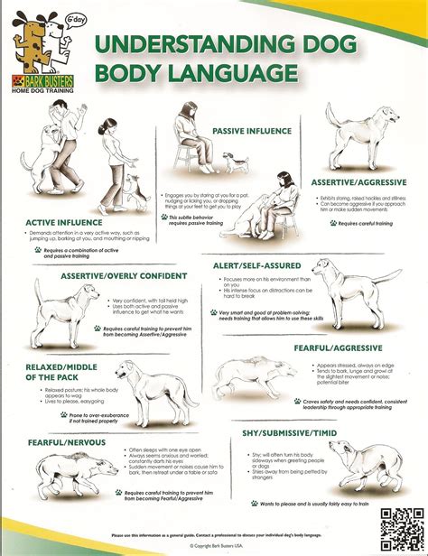 Better Understand A Dogs Body Language Bark Busters Dog Body