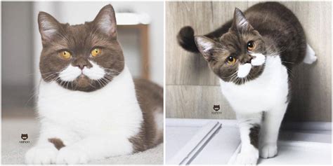 Meet Gringo A Super Cool Cat With A Proper Moustache Cole And Marmalade