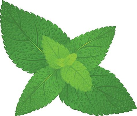 Mint Leaf Illustrations Royalty Free Vector Graphics And Clip Art Istock