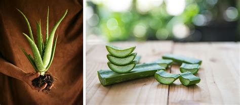 comment cultiver et entretenir une aloe vera chez soi cultiver aloes trucs et astuces jardinage