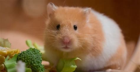 How Could A Teddy Bear Hamster Become The Best Pet For Your Home