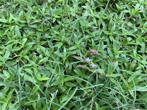 Identifying Common Weeds Sod University Sod Solutions