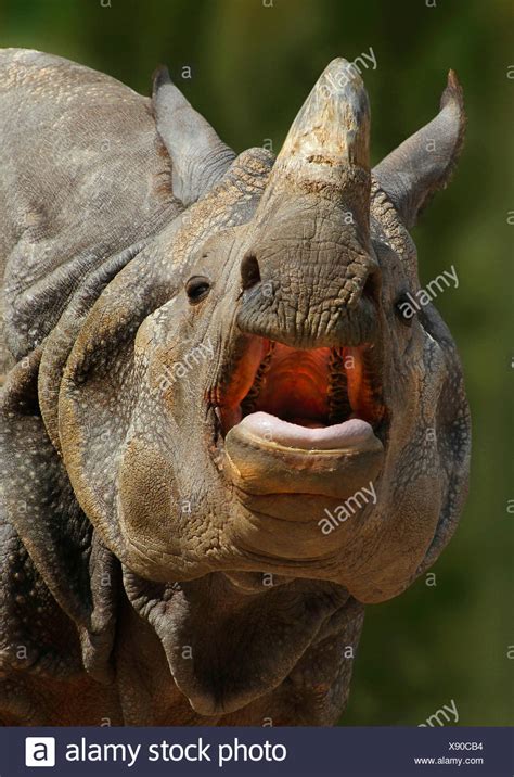 Open Mouth Closeup High Resolution Stock Photography And Images Alamy