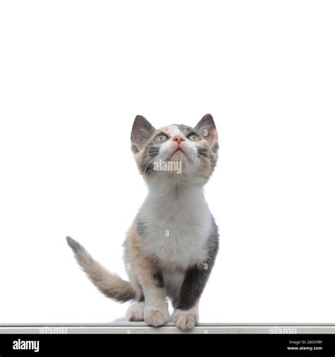 Curious Pussy Looking Upwards While Sitting On White Studio Background