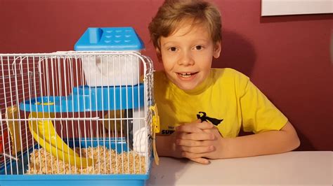 Ciekawostki O Chomiku Zabawa Klatka Karmienie Gatunek Hamster