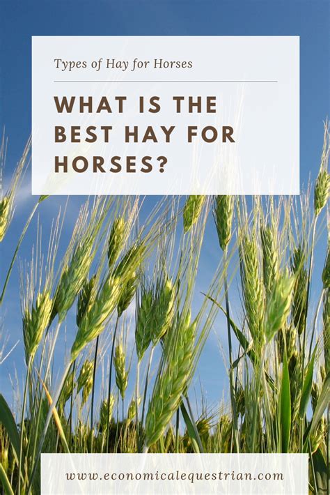 The Different Types Of Hay For Horses What Is The Best Hay For Horses