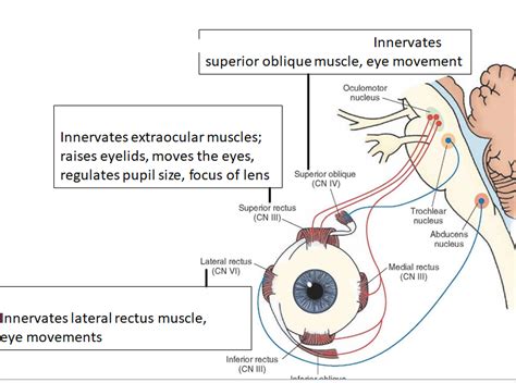 Innervation Of Eye Movement Diagram Quizlet