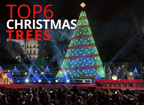 Top 6 Christmas Trees By The Best You The Best You Magazine