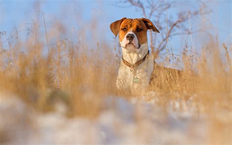 Medium Short Coated Brown And White Dog On Brown Grasses Hd Wallpaper