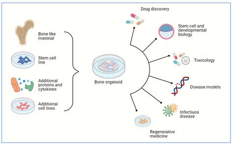 Interaction Of Organoids With Environment Facellitate