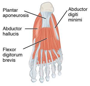 We did not find results for: Abductor Hallucis - Physiopedia
