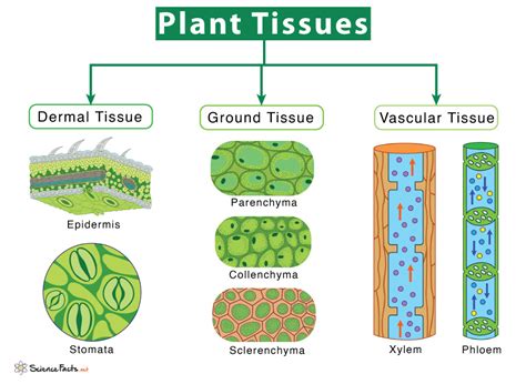 Plant Tissues Types And Functions
