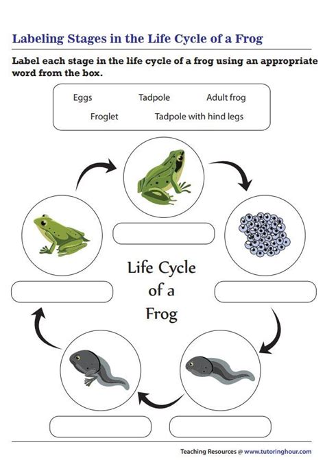 Labeling Stages In The Life Cycle Of A Frog Science Vocabulary Science