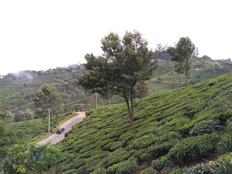 Tea Gardens Munnar Top Tips Before You Go Tripadvisor