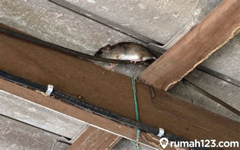 5 Cara Mengusir Tikus Di Atap Rumah Dengan Mudah Dan Ampuh