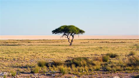 Wallpaper Trees Landscape Hill Nature Sky Field Wildlife