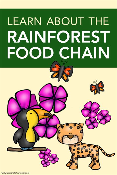 Food Chain In Congo Rainforest