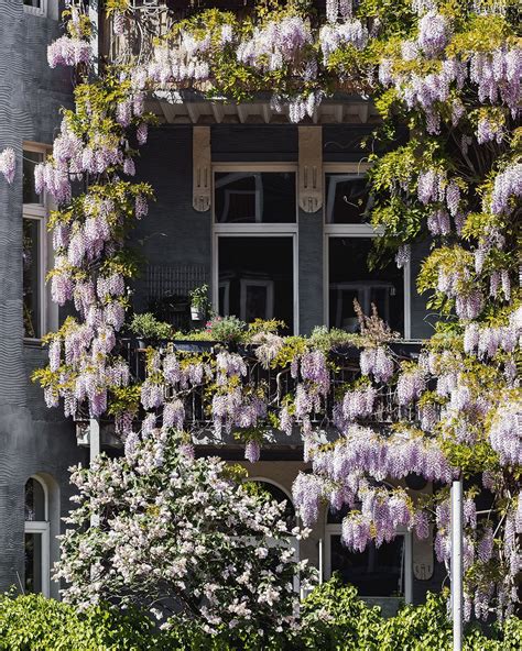 Finde 72 angebote für wohnung mieten hannover linden zu bestpreisen, die günstigsten immobilien zu miete ab € 200. Blauregen in der Davenstedter Straße #Hannover #Linden # ...