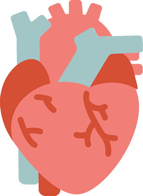 Cartoon Human Heart