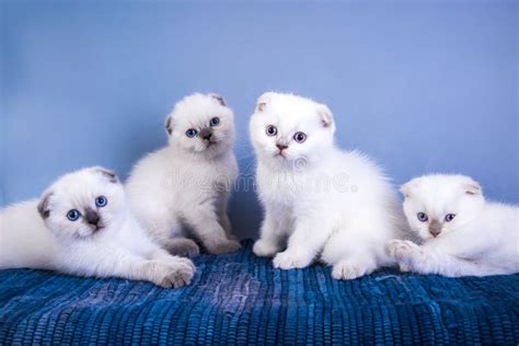 Four Cute Scottish Fold Shorthair Silver Color Point Kittens With Blue