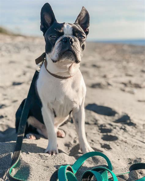 15 Amazing Facts About Boston Terriers You Probably Never Knew Page 2