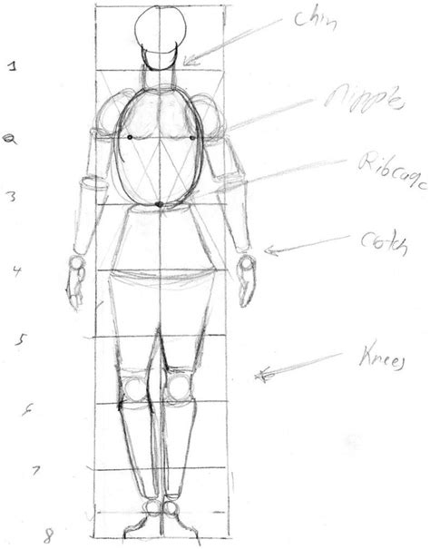 Drawing Basics Body For Free Download Basic Body Drawing Body