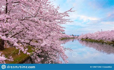 Full Bloom Sakura At Hirosaki Parkin Japan Stock Photo Image Of April