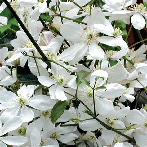 Clematis Armandii Snowdrift Clearview Horticultural Products