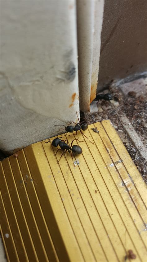 Ants Exterminators Ampm Pest 425 495 1903