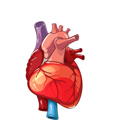 Human Heart Png Transparent Images Free Download Pngfre