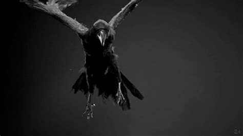 100 Tumblr Raven Flying Crow Raven Bird