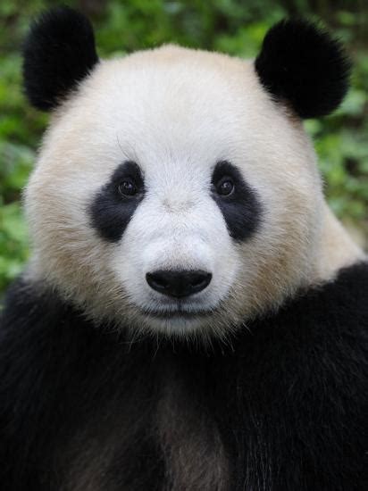 Head Portrait Of A Giant Panda Bifengxia Giant Panda Breeding And