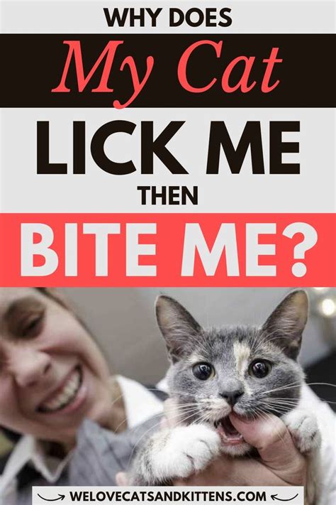 Why Does My Cat Lick Me Then Bite Me Cat Biting Cats And Kittens