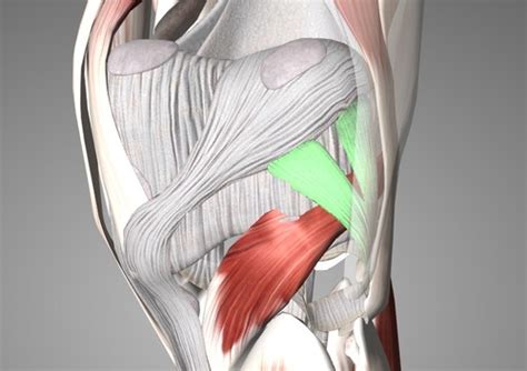 Anatomy Posterior Thigh Popliteal Fossa Knee Flashcards Quizlet