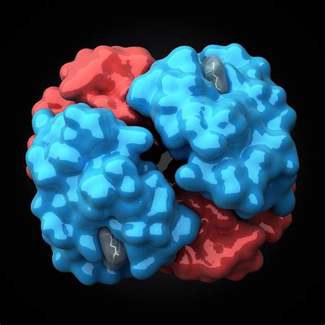 Haemoglobin Molecule Artwork Photograph By Visual Science