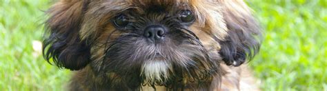What is the best dog food for shih tzu puppies? Top 6 Recommended Best Foods for a Shih Tzu