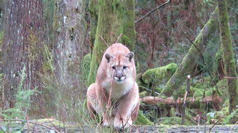 Video Cougar Stalks Man On Vancouver Island Field And Stream