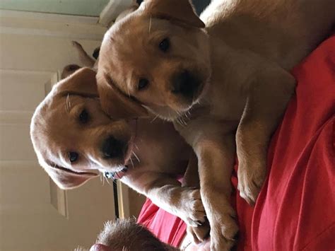 Find what you are looking for or create your own ad for free! Sweet labrador Female Puppy FOR SALE ADOPTION from Louisiana East Baton Rouge @ Adpost.com ...