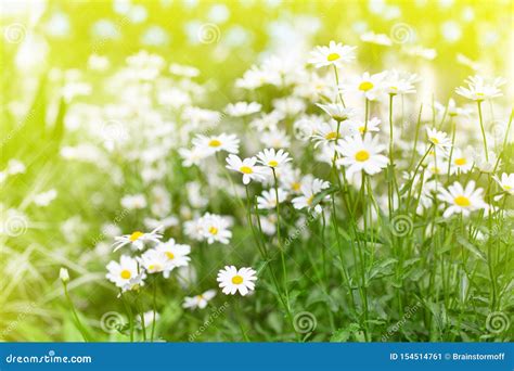 White Daisy Flowers On Green Grass And Sun Lit Blurred Background Close